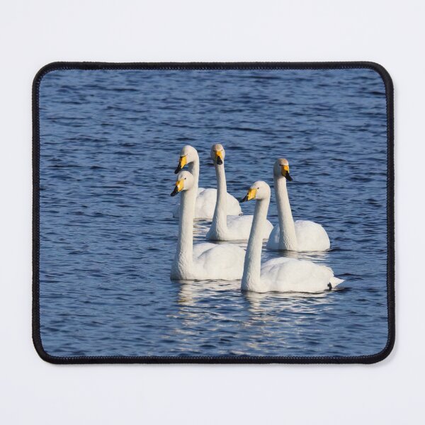 Item preview, The Quintet. Whooper swan designed and sold by Jouko Lehto Photography.