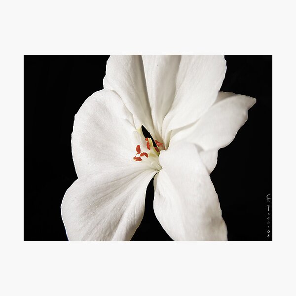 Item preview, Flower designed and sold by cnik.