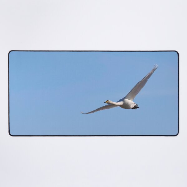 Item preview, Light blue sky. Whooper swan designed and sold by Jouko Lehto Photography.