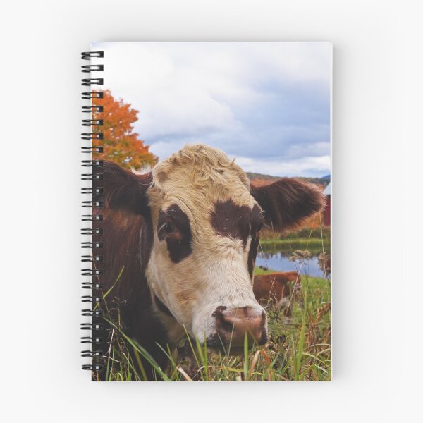 Item preview, Cow chilling out at Jenne Farm Reading VT Vermont designed and sold by WayneOxfordPh.