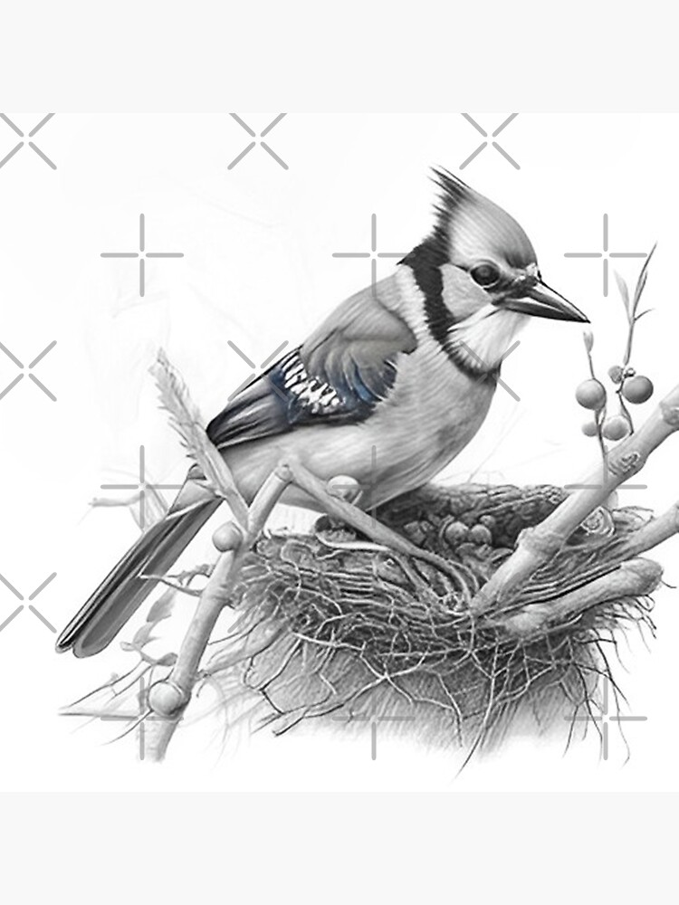 Blue Jay Drawing