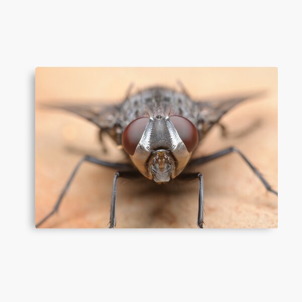 Tachinid Fly Canvas Print