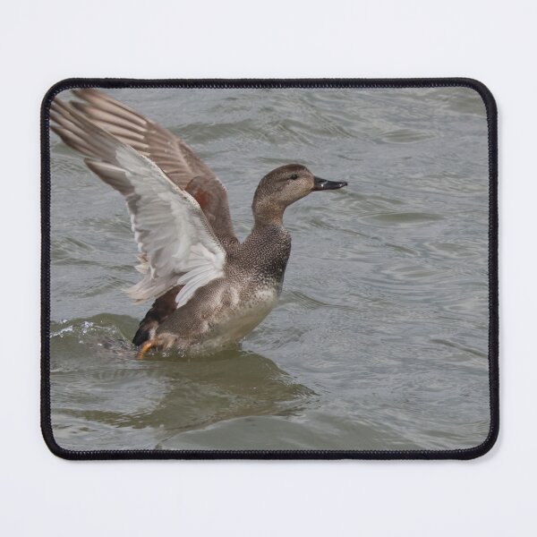 Item preview, Gadwall spreading his wings designed and sold by Jolande.