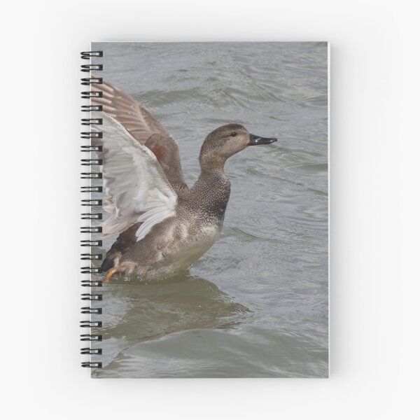 Item preview, Gadwall spreading his wings designed and sold by Jolande.