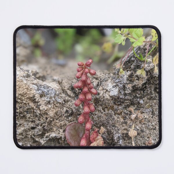 Item preview, Pennywort designed and sold by aeolia.