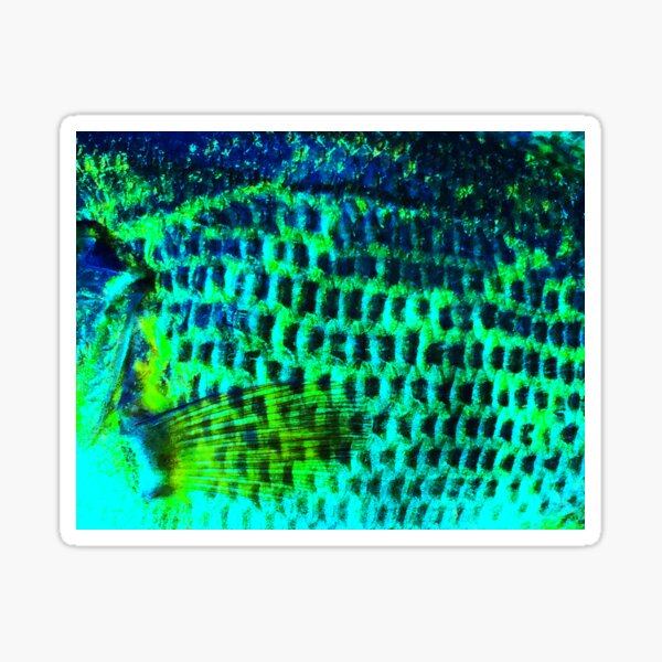 Vista previa del artículo con la obra «Patrón de piel Rock Bass (Cool Colors)», diseñado y vendido por CJRPics.