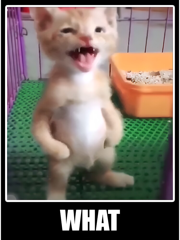 Tik tok 2025 funny cat