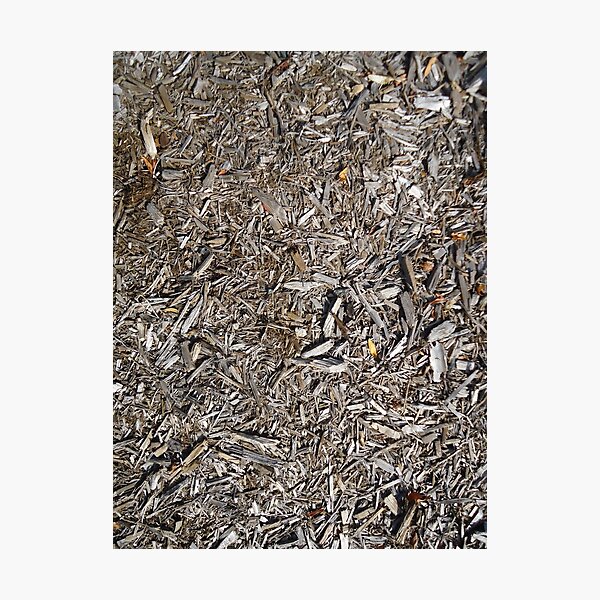Surfaces, woody, mulch, broken, sticks, ground Photographic Print