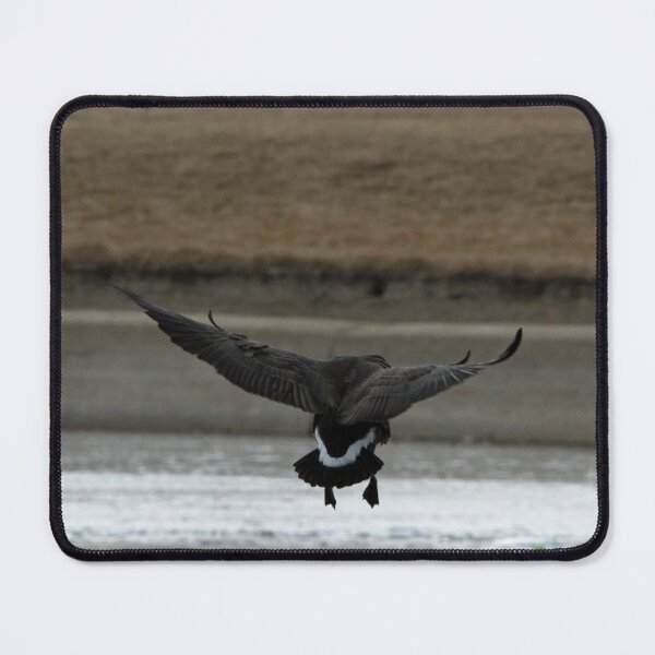 Item preview, Water Landing: Canadian Goose Landing on Water designed and sold by CommandoCrane.