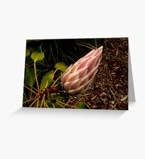 Protea III Greeting Card