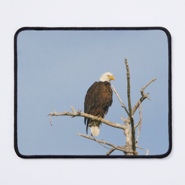 Item preview, Bald Eagle On Alert designed and sold by CommandoCrane.