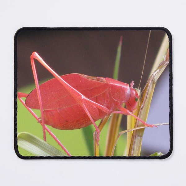Item preview, Pink Katydid designed and sold by Michelle  Jean.