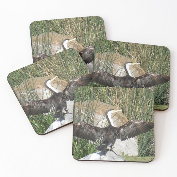 Item preview, Pied cormorant with wings spread out designed and sold by greentiger1.