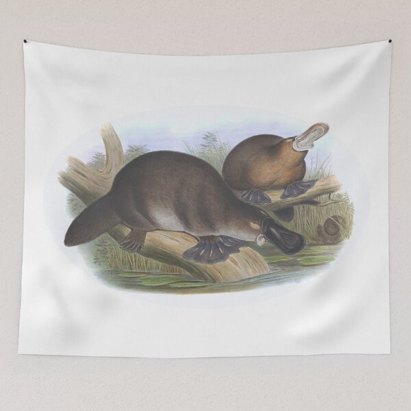 Item preview, Platypus Australian Animal Illustration - John Gould designed and sold by karwilberevivalcollection.