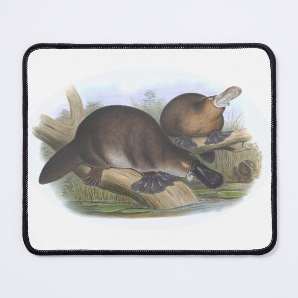Item preview, Platypus Australian Animal Illustration - John Gould designed and sold by karwilberevivalcollection.