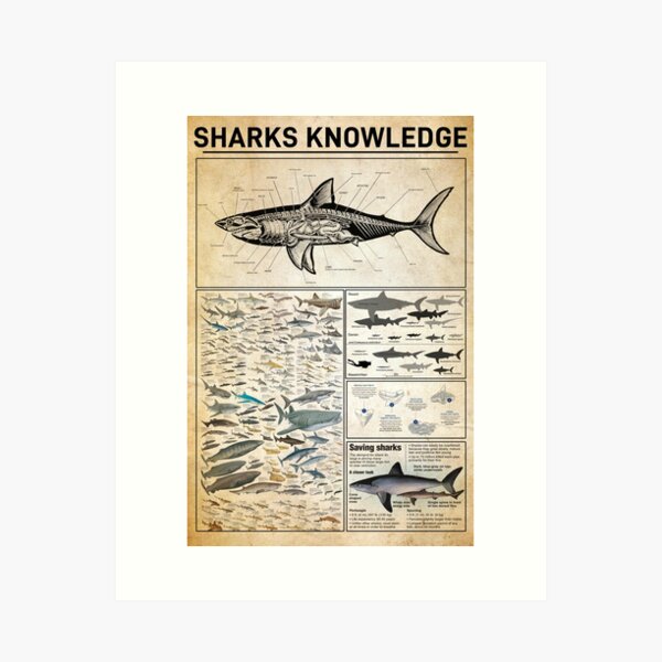 Item preview, Shark Knowledge Infographic for Marine Lovers designed and sold by Bono1990.