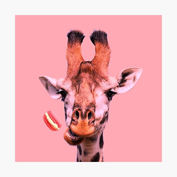 Lovely giraffe with macaron by Alice Monber Photographic Print
