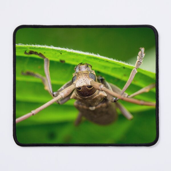 Item preview, A longhorn beetle (Acalolepta rusticatrix) hanging upside down on a leaf! designed and sold by AvonPerception.