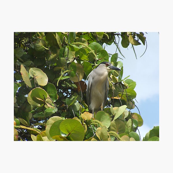 Item preview, Black Crowned Night Heron designed and sold by Edith Farrell.