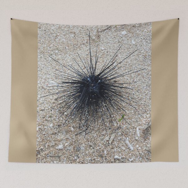 Item preview, Black Diadem sea urchin in close up on sand beach designed and sold by kall3bu.