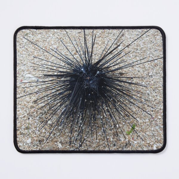 Item preview, Black Diadem sea urchin in close up on sand beach designed and sold by kall3bu.