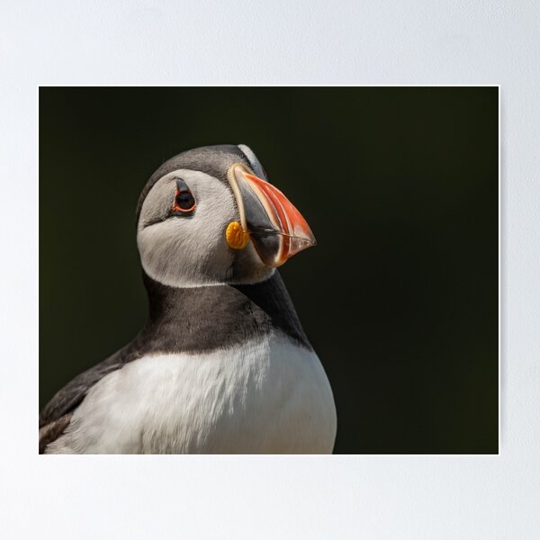 Item preview, Perfect Puffin Pose designed and sold by JoHackman.