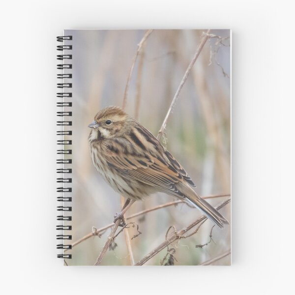 Item preview, Reed Bunting designed and sold by LaurenTucker.