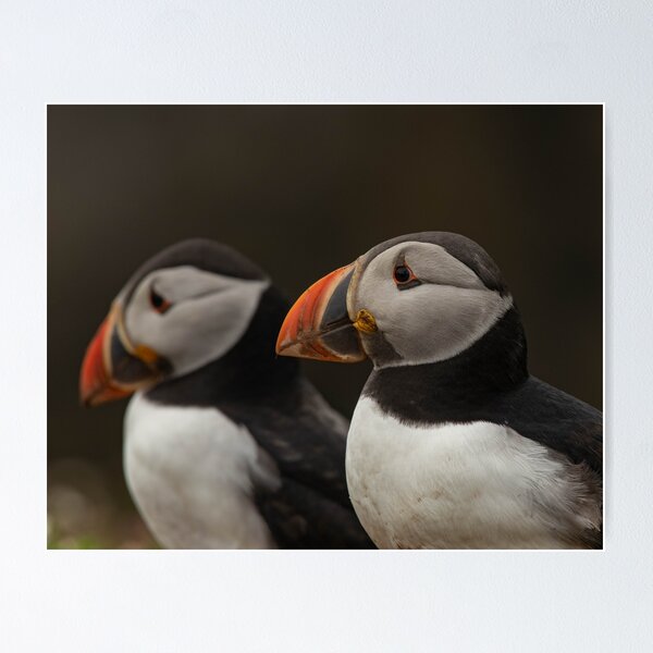 Item preview, Double puffin trouble. designed and sold by JoHackman.