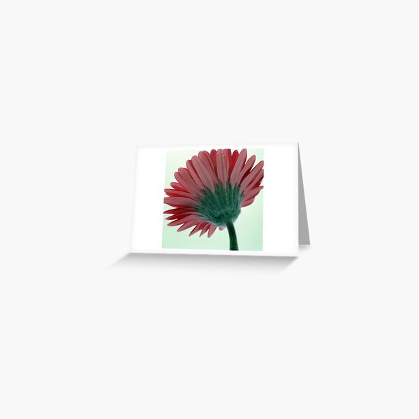 www.lizgarnett.com - Gerbera - UK548/13N Greeting Card