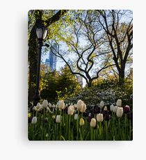 Springtime Tulips in Central Park New York City Canvas Print