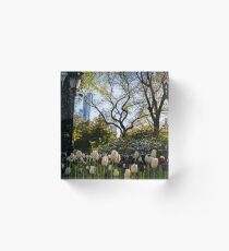 Springtime Tulips in Central Park New York City Acrylic Block