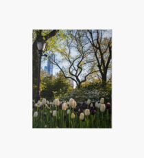 Springtime Tulips in Central Park New York City Art Board