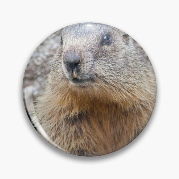 Item preview, The Marmot's Back! designed and sold by Krys Bailey.