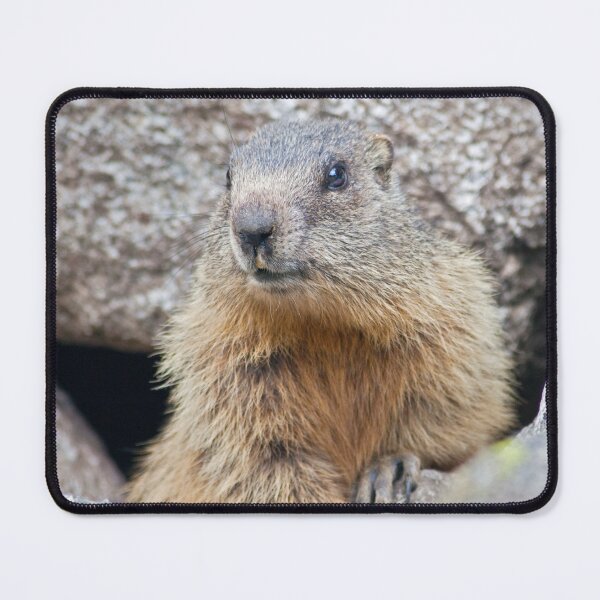 Item preview, The Marmot's Back! designed and sold by Krys Bailey.