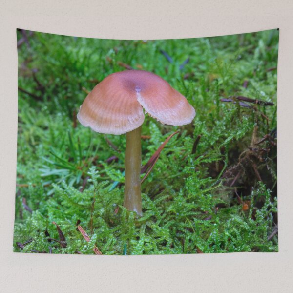 Item preview, Fungi dividido designed and sold by Dave Hare Photography.