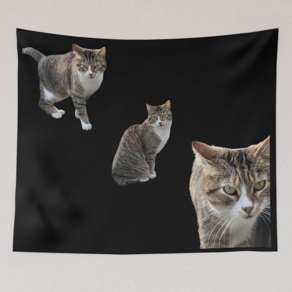 Item preview, 3 tabby cat with black background designed and sold by Binas-gallery.