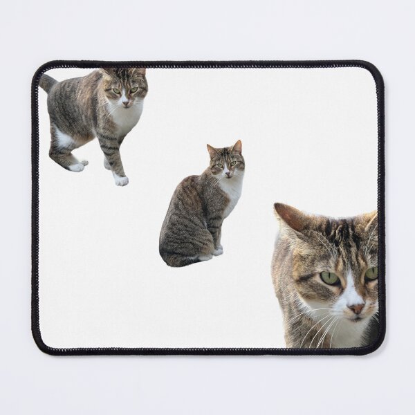 Item preview, 3 tabby cat with white background designed and sold by Binas-gallery.