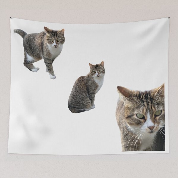 Item preview, 3 tabby cat with white background designed and sold by Binas-gallery.