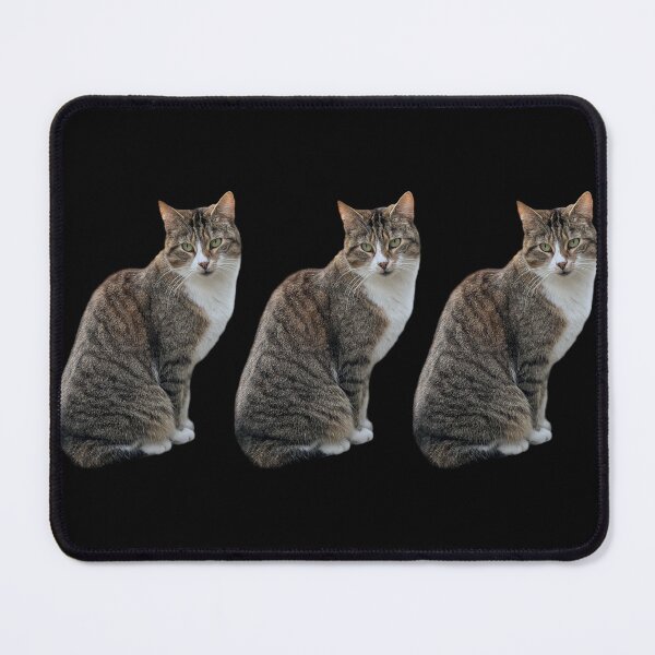 Item preview, tabby 3 times side by side with black background designed and sold by Binas-gallery.