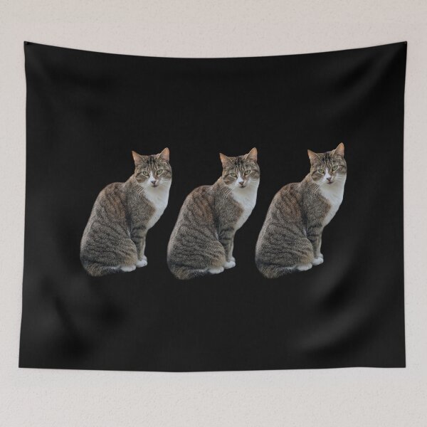 Item preview, tabby 3 times side by side with black background designed and sold by Binas-gallery.