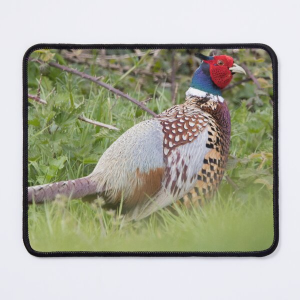 Item preview, Pheasant designed and sold by LaurenTucker.