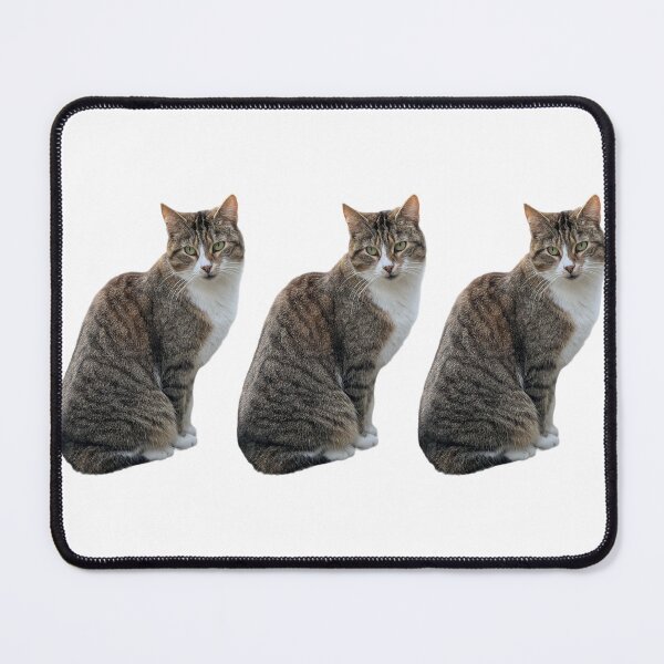 Item preview, tabby cat 3 times side by side with white background designed and sold by Binas-gallery.