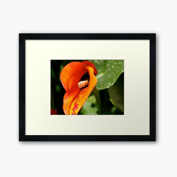Orange Lily 2 Framed Art Print