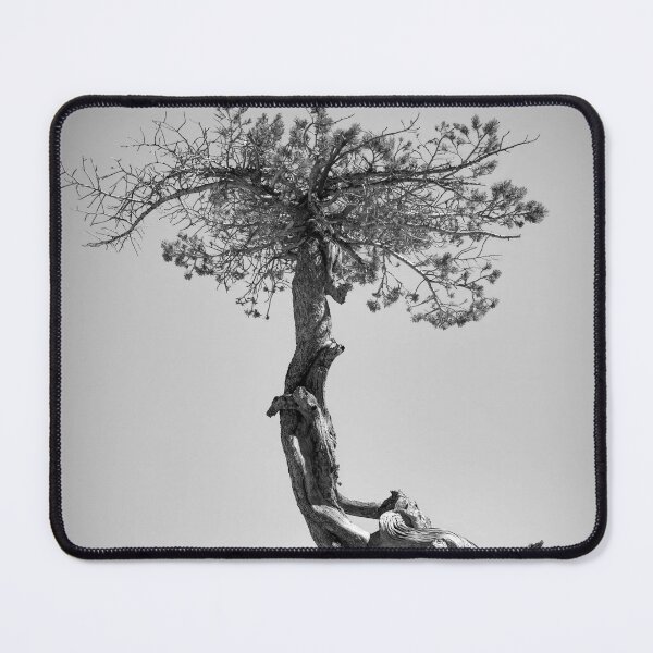 Item preview, Contorted Pine designed and sold by Viv Thompson Photography .