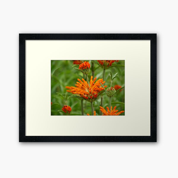 Red, Green and Orange Framed Art Print