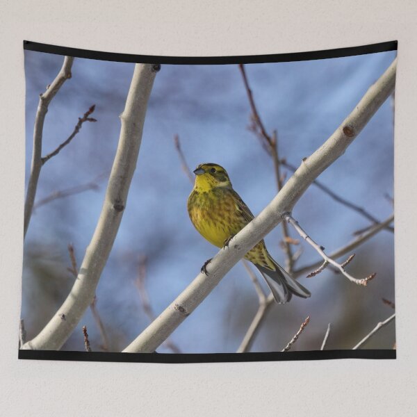 Item preview, Yellow and blue. Yellowhammer designed and sold by Jouko Lehto Photography.