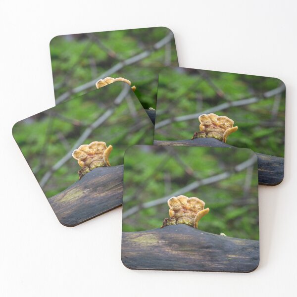 Item preview, Fungal remains designed and sold by Dave Hare Photography.
