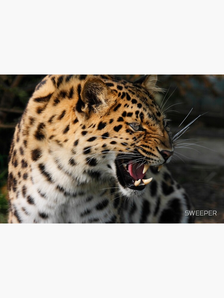 "Angry Leopard" Poster by SWEEPER | Redbubble