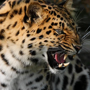 Artwork thumbnail, Angry Leopard by SWEEPER