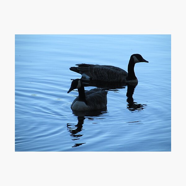 Item preview, Evening Swim with Geese designed and sold by dezfez.